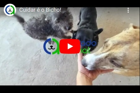 Cuidar é o Bicho!
